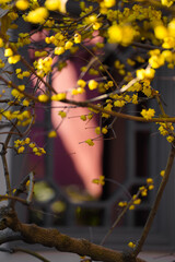 Chinese Ancient Architecture and Winter Plum Blossoms