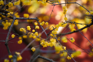 Chinese Ancient Architecture and Winter Plum Blossoms