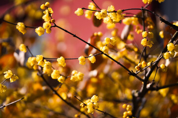 Chinese Ancient Architecture and Winter Plum Blossoms