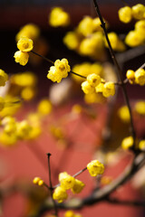 Chinese Ancient Architecture and Winter Plum Blossoms