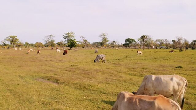Herd of cattle grazing on farm in Guatemala. Cows eating grass in open field. Free range, meat beef production farming industry in Central America. Ascending aerial view from drone.