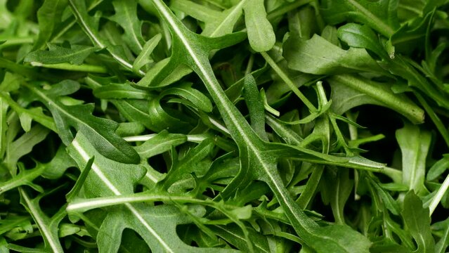 arugula very close-up, healthy eating concept