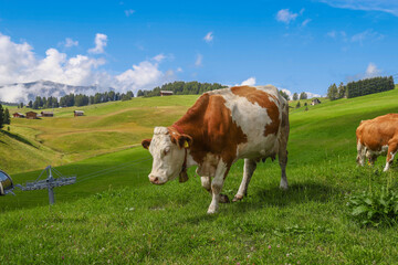 Fototapeta na wymiar Grazing cow in Alpe di Siusi, Seiser Alm, Dolomites, Trentino Alto-Adige, Sudtirol, Italy
