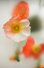 Papaver of different colors, pink and orange on a light background in a soft blur filter.