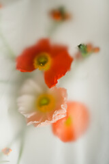 Papaver pink flowers, close-up on a light background in a soft blur filter. Abstract background...