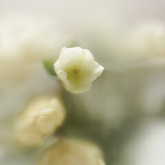 White delicate flowers, meditative calm photo. Close-up of a beautiful white flower on a light background in a blur filter