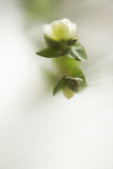 fresh hellebore flower on a light background in a soft blur effect filter