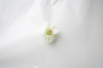 Close-up of a beautiful white flower on a light background in a blur filter