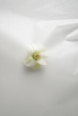 white Hellebore flower on a white background in a soft blur effect filter