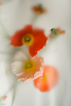 Papaver pink flowers, close-up on a light background in a soft blur filter. Abstract background with flowers
