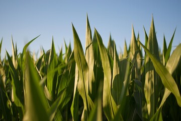 green wheat field