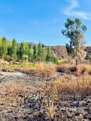 Burn trees after forest fire, summer, blue sky