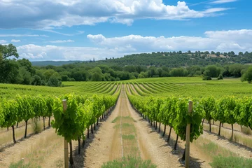 Fotobehang Provence region in South France. A perfect vineyard in July © Olivia