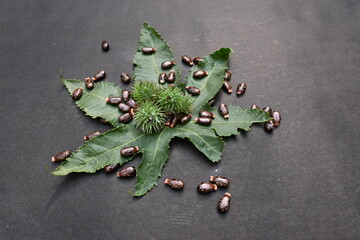 Castor seeds on black background. Ricinus communis, the castor bean or palma christi is a species...
