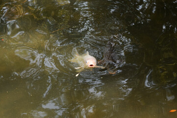 池でエサを待つ鯉