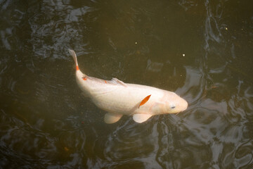 池で泳ぐ鯉