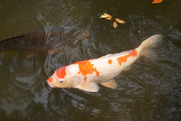 池で泳ぐ鯉