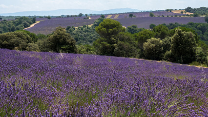 Lavender field, Provence