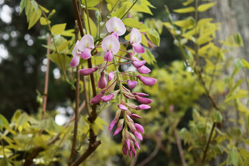 藤の花 wisteria