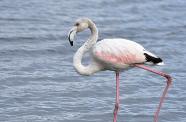 Flamingo water bird, Phoenicopterus roseus in the pond 