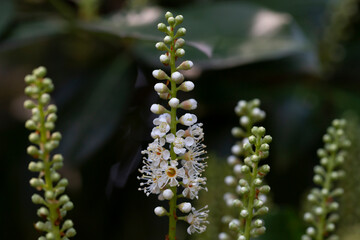 Beautiful prunus caucasica laurocerasus flowers. Ornamental plum.