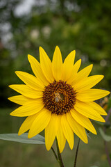 Obraz premium Goxwiller, France - 09 10 2020: Close up on sunflower flowers with a bee in a park.