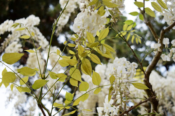 白い藤の花 wisteria
