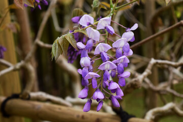 藤の花 wisteria