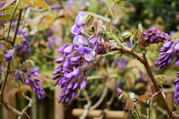 藤の花のつぼみ wisteria flower bud