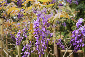 藤の花のつぼみ wisteria flower bud