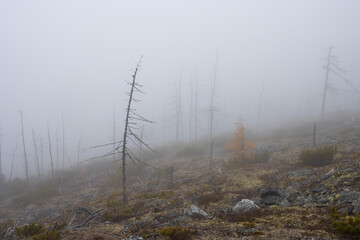 Autumn misty landscape. Dead forest on a mountain slope. Dry larch trees in the fog. Low clouds and fog in the mountains. Foggy weather. Northern nature. Magadan region, Siberia, Russian Far East.