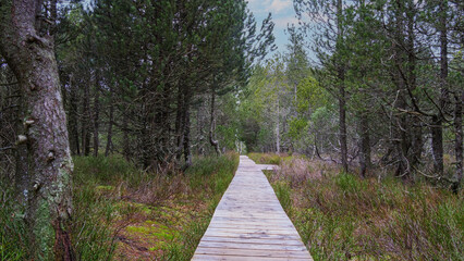 Footpath in the woods