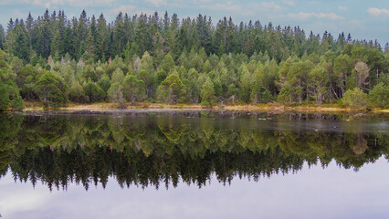 Fototapeta premium Reflection of trees in the lake