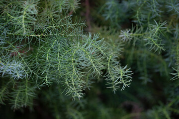 The cryptomeria japonica cristata is a Japanese cedar with a typical roostercomb. Natural coniferous green background, selective focus