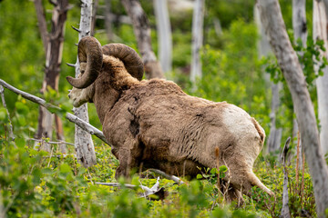 Naklejka na ściany i meble Big Horn Sheep Ram at Waterton National Park, Alberta, Canada