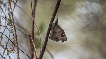 Nettle-tree butterfly (Libythea celtis), Provence