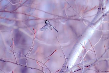 Black capped chickadee - in flight