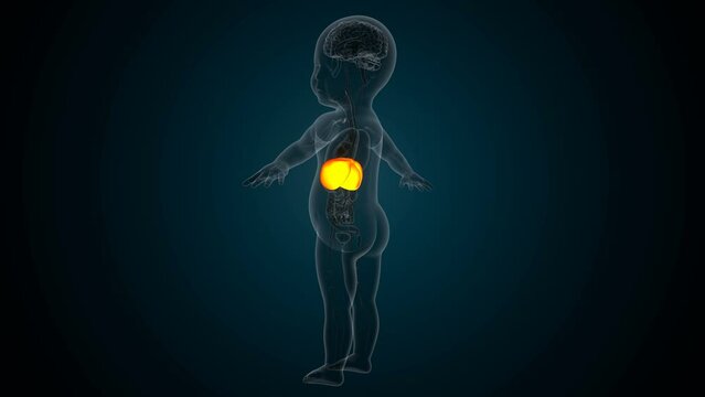 Human digestion liver,kidney,large intestine anatomy For medical concept 3d illustration