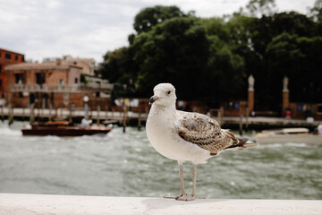 Seagull standing on a stone railing with blurred background of a river and buildings
