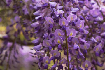 藤の花 wisteria