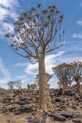 tall Quiver tree on ground with boulders at Quivertree forest, Keetmansoop, Namibia