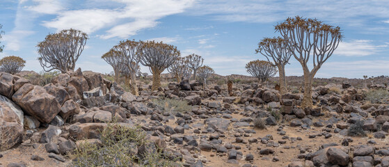 Quiver trees and Dolerite boulders landscape at Quivertree forest, Keetmansoop, Namibia