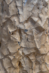 Quiver tree bark at Quivertree forest, Keetmansoop, Namibia