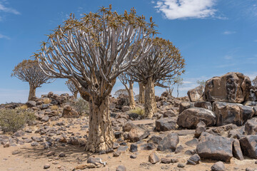 big Dolerite boulders and Quiver trees wood at Quivertree forest, Keetmansoop, Namibia