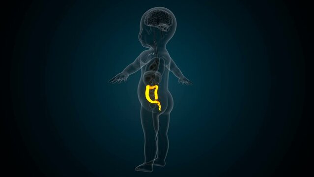 Human digestion liver,kidney,large intestine anatomy For medical concept 3d illustration