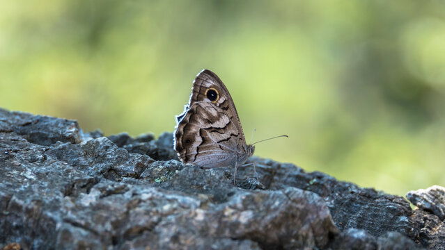 Striped Grayling (Hipparchia fidia), Provence