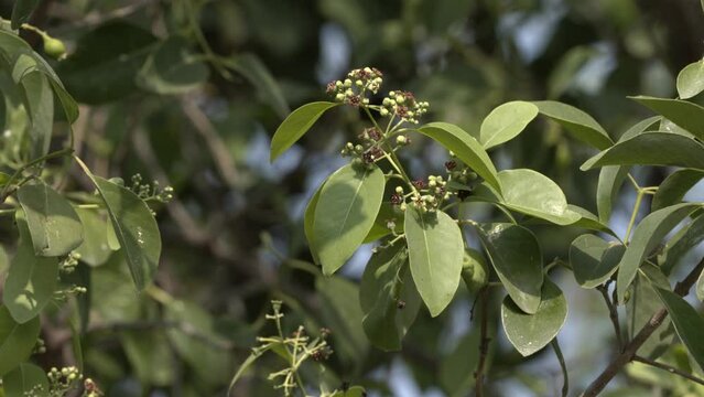 Closeup video of Sandal wood tree green leafs and flowers