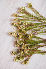 bunch of lavender flowers