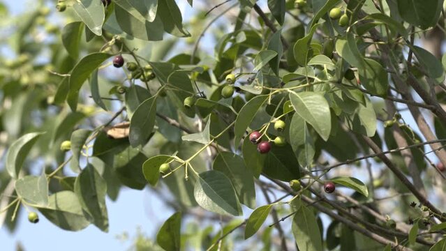 Santalum Album , Sandalwood Plant Closeup View with Leaves Branches and Fruits