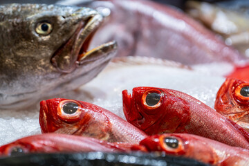 fresh big-eyed red fish on ice